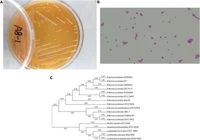 Probiotic Potential Analysis and Safety Evaluation of Enterococcus durans A8-1 Isolated From a Healthy Chinese Infant